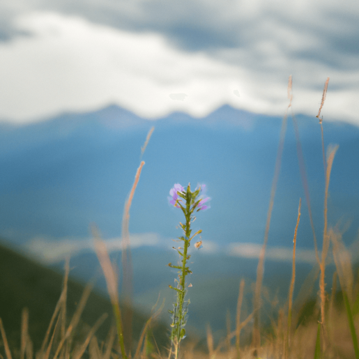 Bild eines einsamen Blümchens, das in einer Felsspalte zwischen einzelnen Grashalmen wächst. Im Hintergrund sind schemenhaft Berge zu sehen. Das Bild ist in einem ruhigen, friedlichen Stil gehalten.