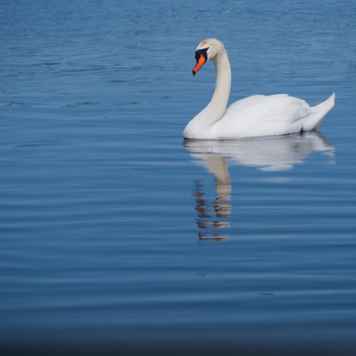 Ein Schwan auf einem See allein. Das Wasser ist ruhig und das Bild in hoher Auflösung ist in einem friedlichen, entspannten Stil gehalten.